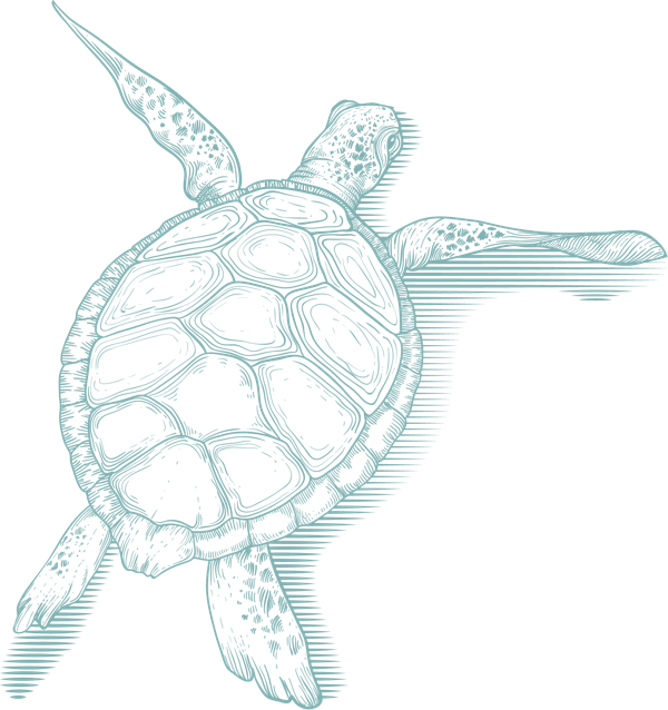 Turtle Right